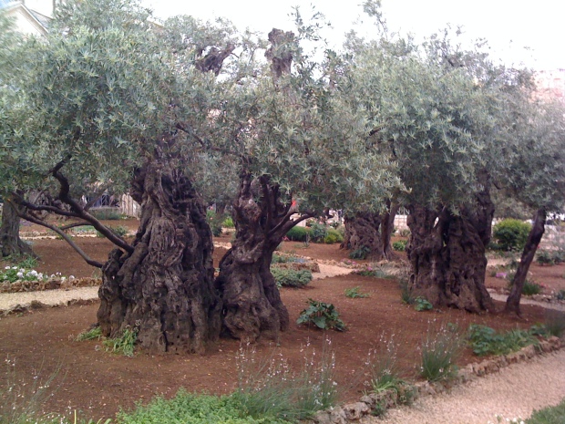 Garden of Gethsemane - Jerusalem.