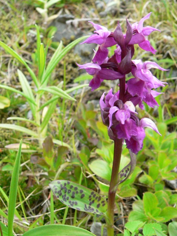 Purple or Showy Orchid [Dactylorhiza aristata]