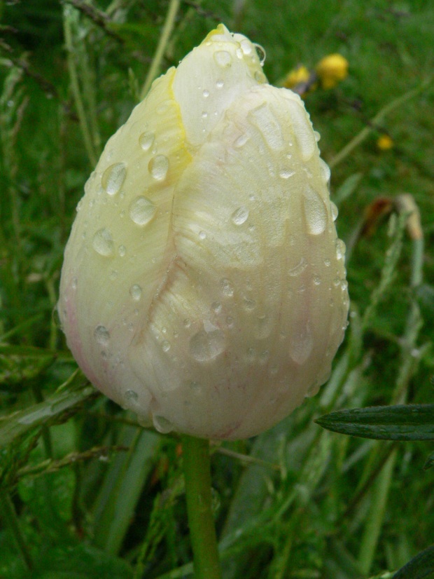 Wet tulip bud