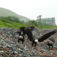 Salmon Fishing with Eagles in Unalaska